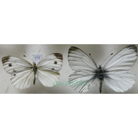 Pieris napi (Linnaeus, 1758) pair Bielinek bytomkowiec Poland95f